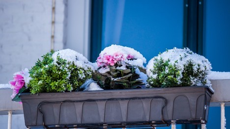Ako zazimovať balkónové kvetiny? Drž sa overených rád!