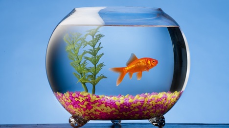 Rybičky v akváriu: Verila by si, že môžu byť aj životu nebezpečné?