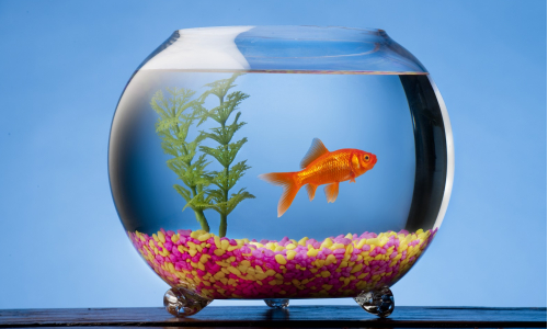 Rybičky v akváriu: Verila by si, že môžu byť aj životu nebezpečné?