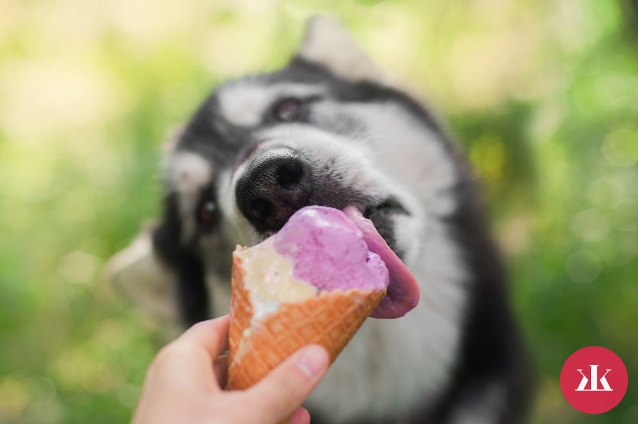 môže pes jesť zmrzlinu