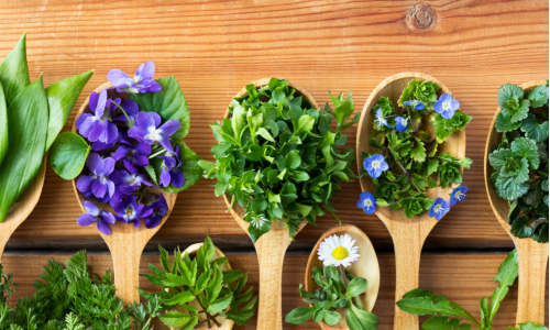 Babička bylinkárka radí: Tieto jarné bylinky si nazbieraj v apríli!