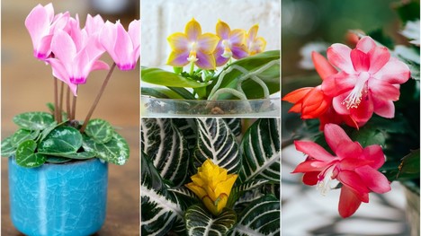 Najkrajšie kvitnúce izbové rastliny: Do ktorého kvietku sa zamiluješ?