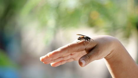 Bodnutie hmyzom: Na tieto pravidlá prvej pomoci nikdy nezabúdaj!