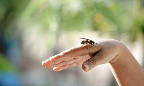 Bodnutie hmyzom: Na tieto pravidlá prvej pomoci nikdy nezabúdaj!