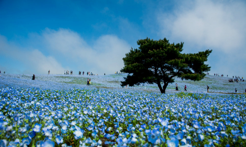 Jedinečné miesta: Hitachi Seaside Park a rozkvitnutých 4,5 milióna kvetov