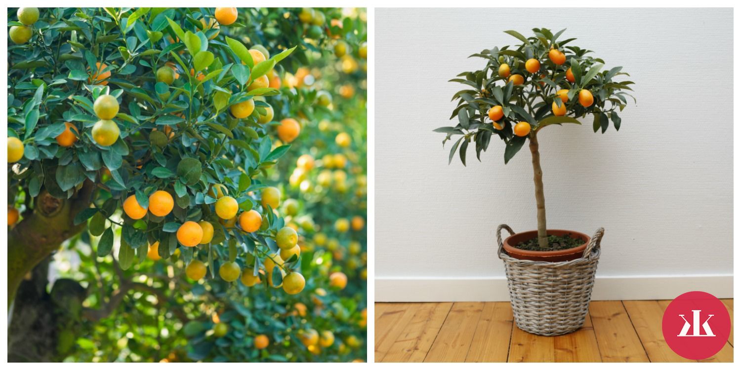 kumkvat, kumquat, citrusové ovocie, sladko-kyslé ovocie, jedlá šupka, podobné pomaranču