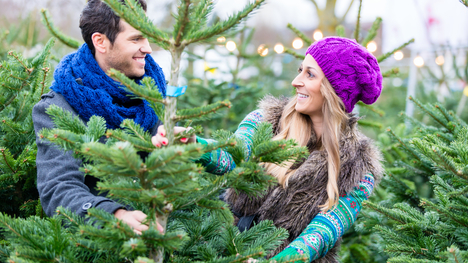 Ako kúpiť ideálny vianočný stromček?