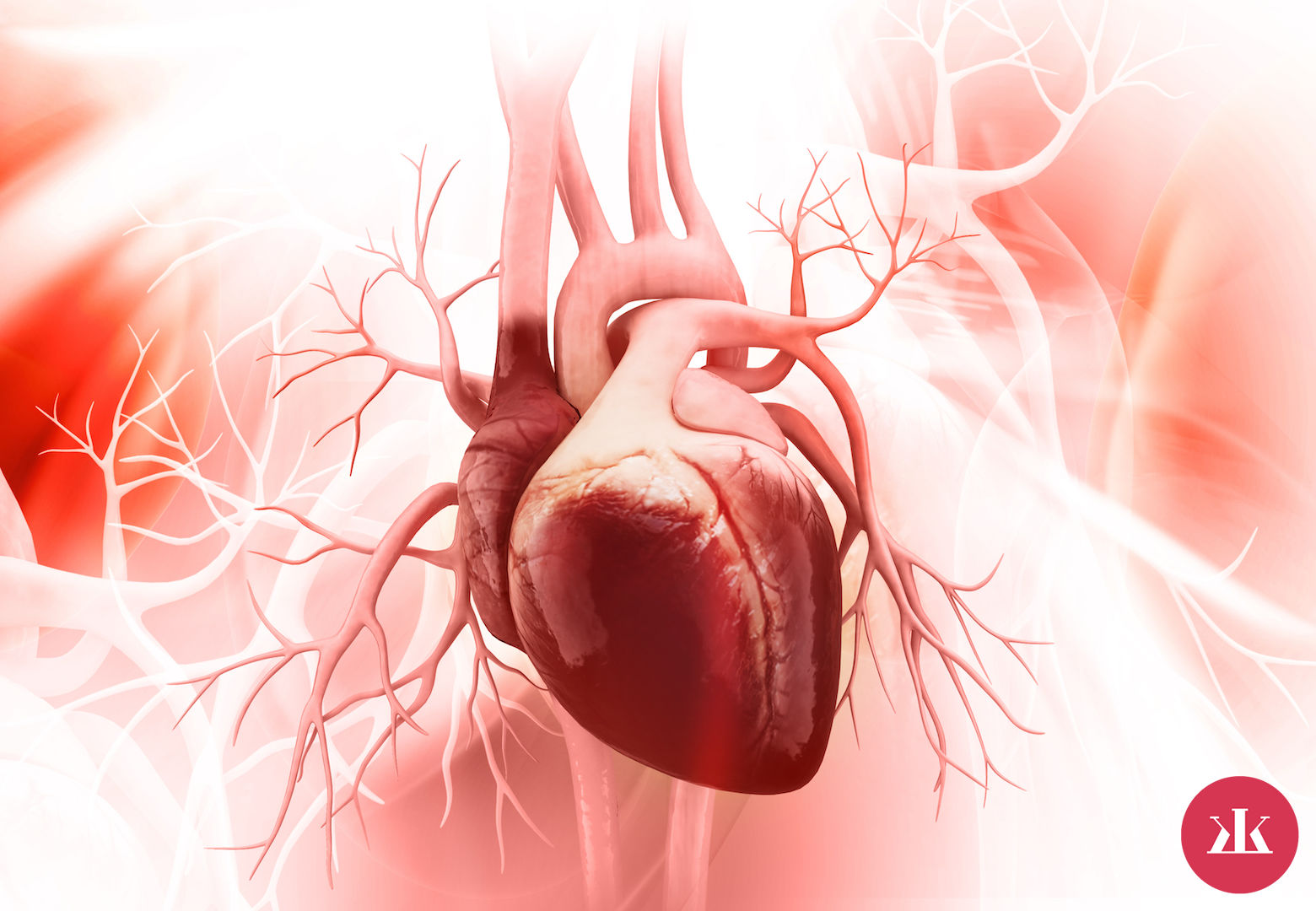 anatómia srdca