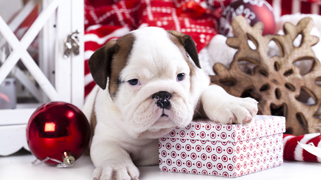 Vianočné darčeky domácim miláčikom – áno či nie?