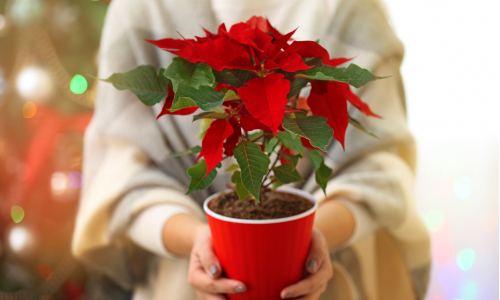 Starostlivosť o vianočnú ružu: Ako ju zachovať do ďalších Vianoc?
