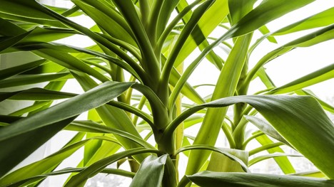 Juka – nenáročná izbová rastlina do bytu či na terasu