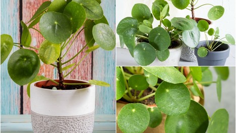 Zelená hviezda Instagramu Pilea: Táto trendy izbová rastlina už očarila mnohých!