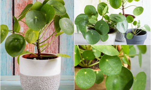 Zelená hviezda Instagramu Pilea: Táto trendy izbová rastlina už očarila mnohých!