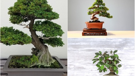Očarujúci bonsaj ako strom v miske. Oživ ním svoju domácnosť!