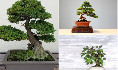 Očarujúci bonsaj ako strom v miske. Oživ ním svoju domácnosť!