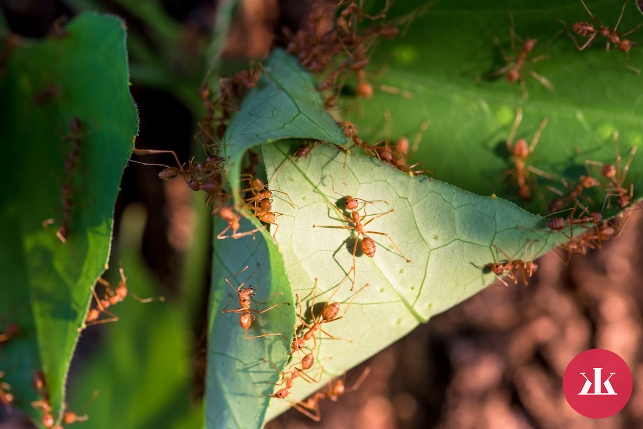 čo pomáha na mravce v záhrade