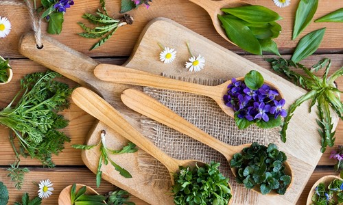Jarné liečivé bylinky: Zdravie z lesa a lúk, ktoré sa oplatí nazbierať