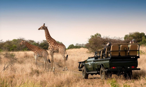 Luxusné dobrodrodružstvo na vlastnej koži: TOTO je najdrahšie safari na svete