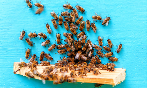 Apiterapia: Nechaj sa vyliečiť včelami hneď niekoľkými spôsobmi!