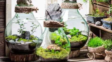 Rastlinné terárium: Vyrob si originálnu dekoráciu do domácnosti!