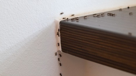 Rada nad zlato: Ako sa zbaviť mravcov? Tieto osvedčené rady zaberú!