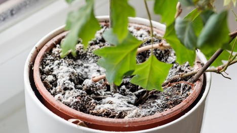 Ako odstrániť pleseň v kvetináčoch izbových rastlín? Toto pomôže!