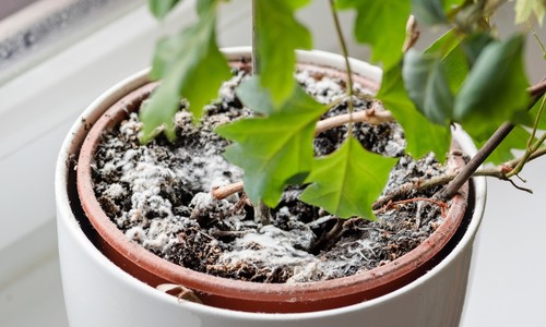 Ako odstrániť pleseň v kvetináčoch izbových rastlín? Toto pomôže!