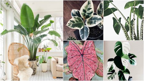 Neobyčajné izbové rastliny: Jednu z nich musíš mať aj ty!