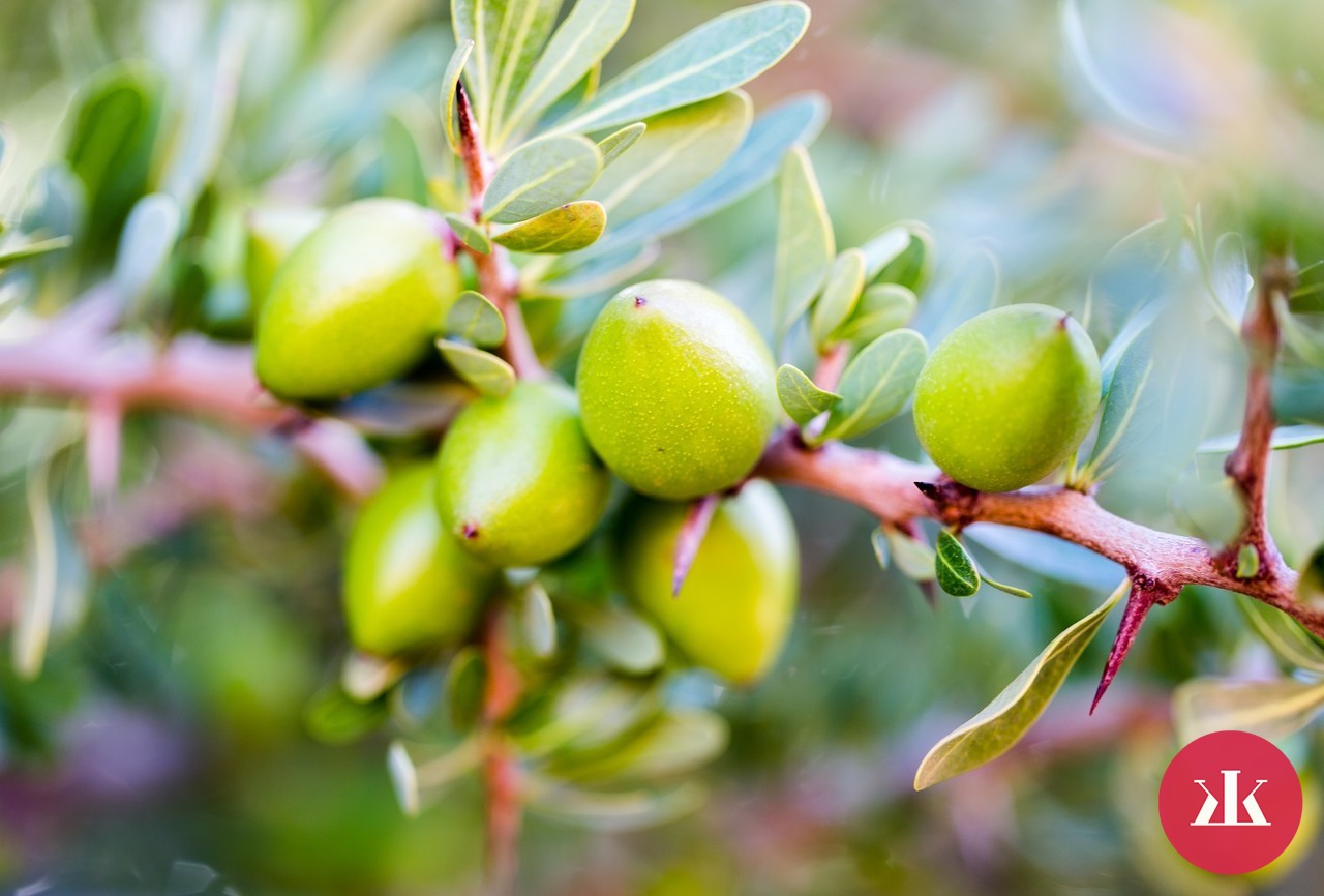 plody arganovníka