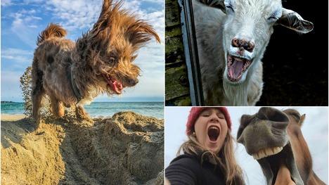 Najvtipnejšie fotky zvierat: Momentky, ktoré stoja za to!