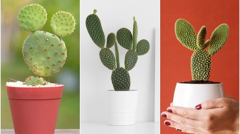 Opuncia – ozdob svoju domácnosť týmto pôvabným kaktusom