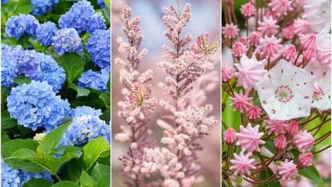 Najkrajšie kvitnúce dreviny do záhrady: Očaria ťa ich kvety i vôňa!