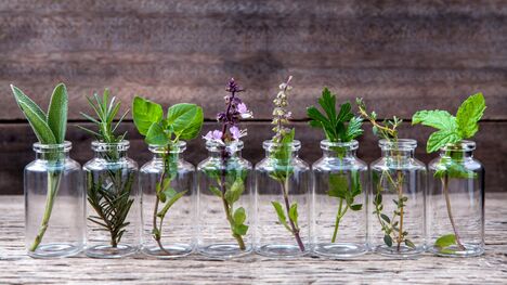 Zázračné bylinky - Levanduľa, rozmarín, žihlava, šalvia a bazalka