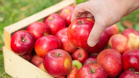 Ako skladovať jablká, aby vydržali čo najdlhšie?