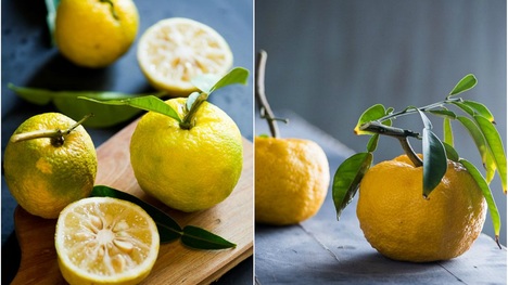 Exotické citrusové osvieženie? Vyskúšajte yuzu!