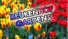 Holandsko – Keukenhof gardens, Lisse (časť 2/5)