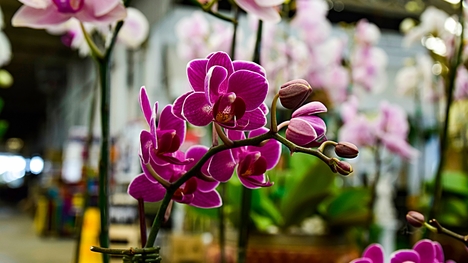 Ako sa treba starať o orchideu v zime? Vieme ako na to!