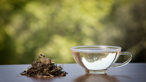 Biely čaj a jeho účinky na naše zdravie