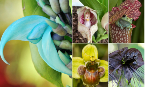 Najzvláštnejšie rastliny na svete: Videla si už takú krásu?