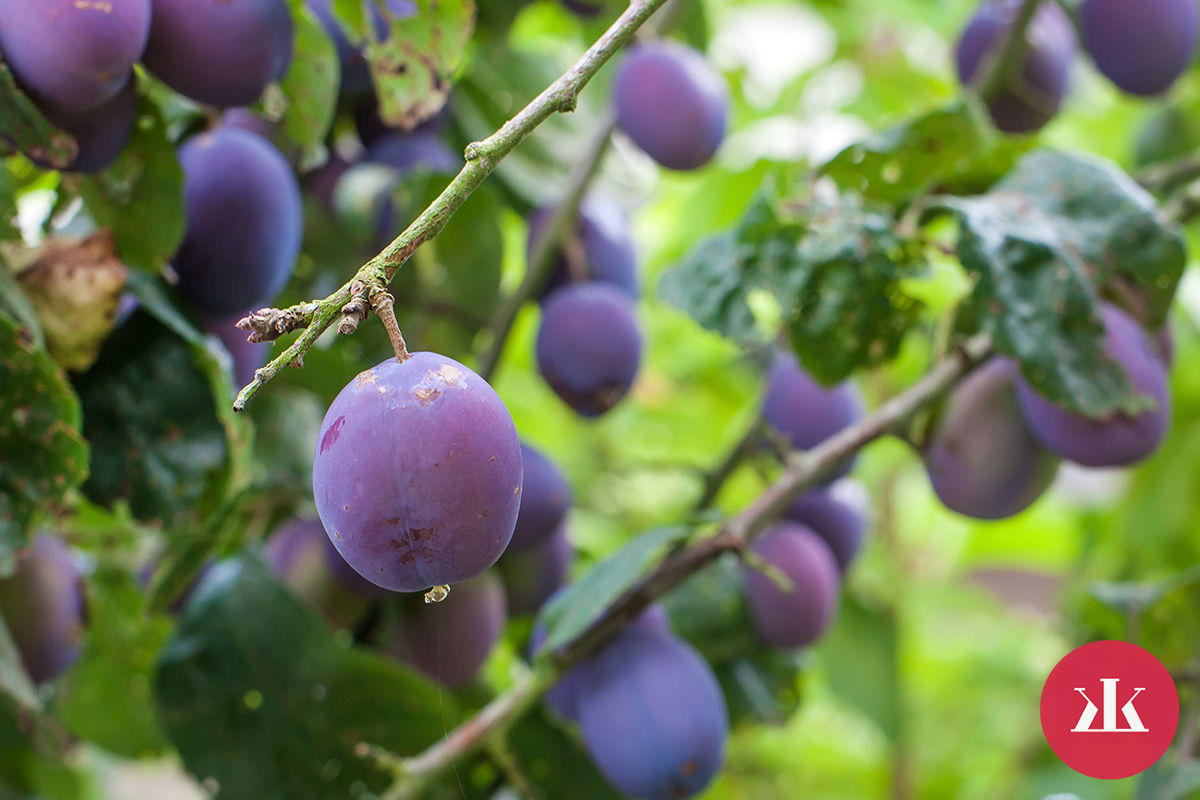 Slivky – chutné a zdravé ovocie zo záhrady