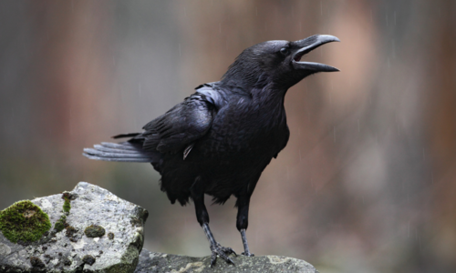 Sen o vrane odzrkaďluje smútok, nešťastie a smolu, ale môže mať i pozitívny význam