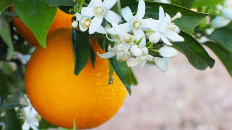 Je voda z pomarančových kvetov objavom, ktorý sa oplatí skúsiť?