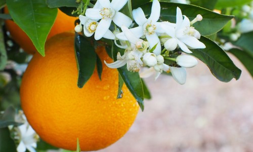 Je voda z pomarančových kvetov objavom, ktorý sa oplatí skúsiť?