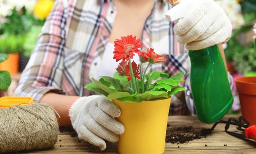 Domáce hnojivo na kvety: S týmto ti kvety porastú raz-dva!