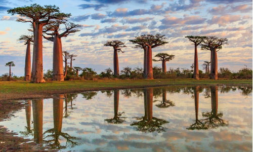 Tajomstvo bohov: Objav strom baobab a jeho účinky pre tvoju pleť!