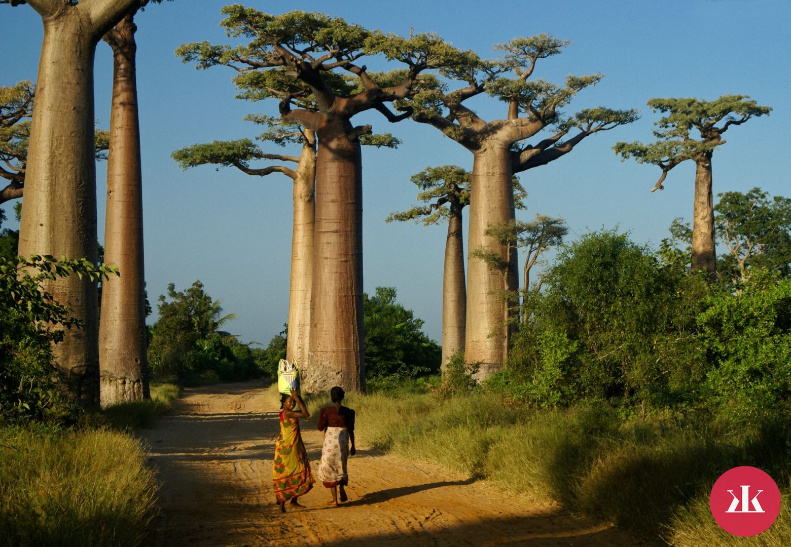 baobabový olej