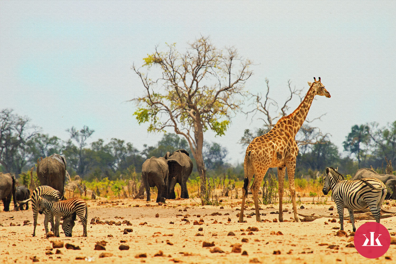 Ako vyzerá pravé africké safari?
