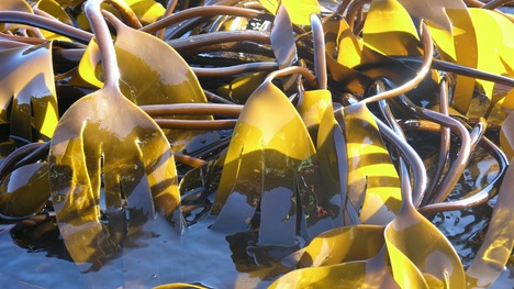 Pozoruhodná morská riasa kelp: Zisti, v čom je bezkonkurenčná!