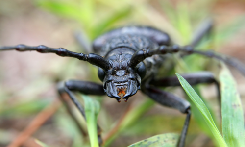 Sen o chrobákoch: Mala by si sa mať na pozore alebo sa tešiť na nové výzvy?