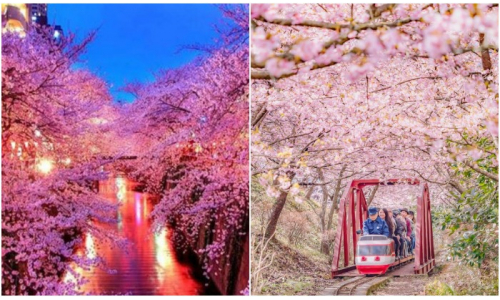 V Japonsku už rozkvitli prvé čerešne...ich obrázky berú dych! Už nech príde jar aj k nám.
